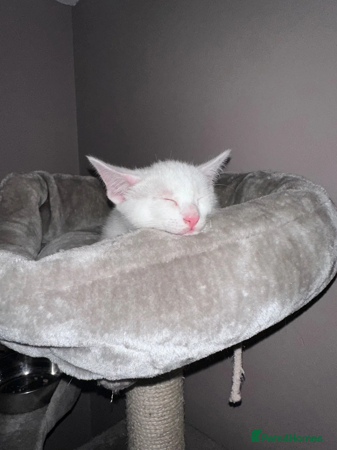 Mixed Breed cats for sale: Sydney - Advert 1