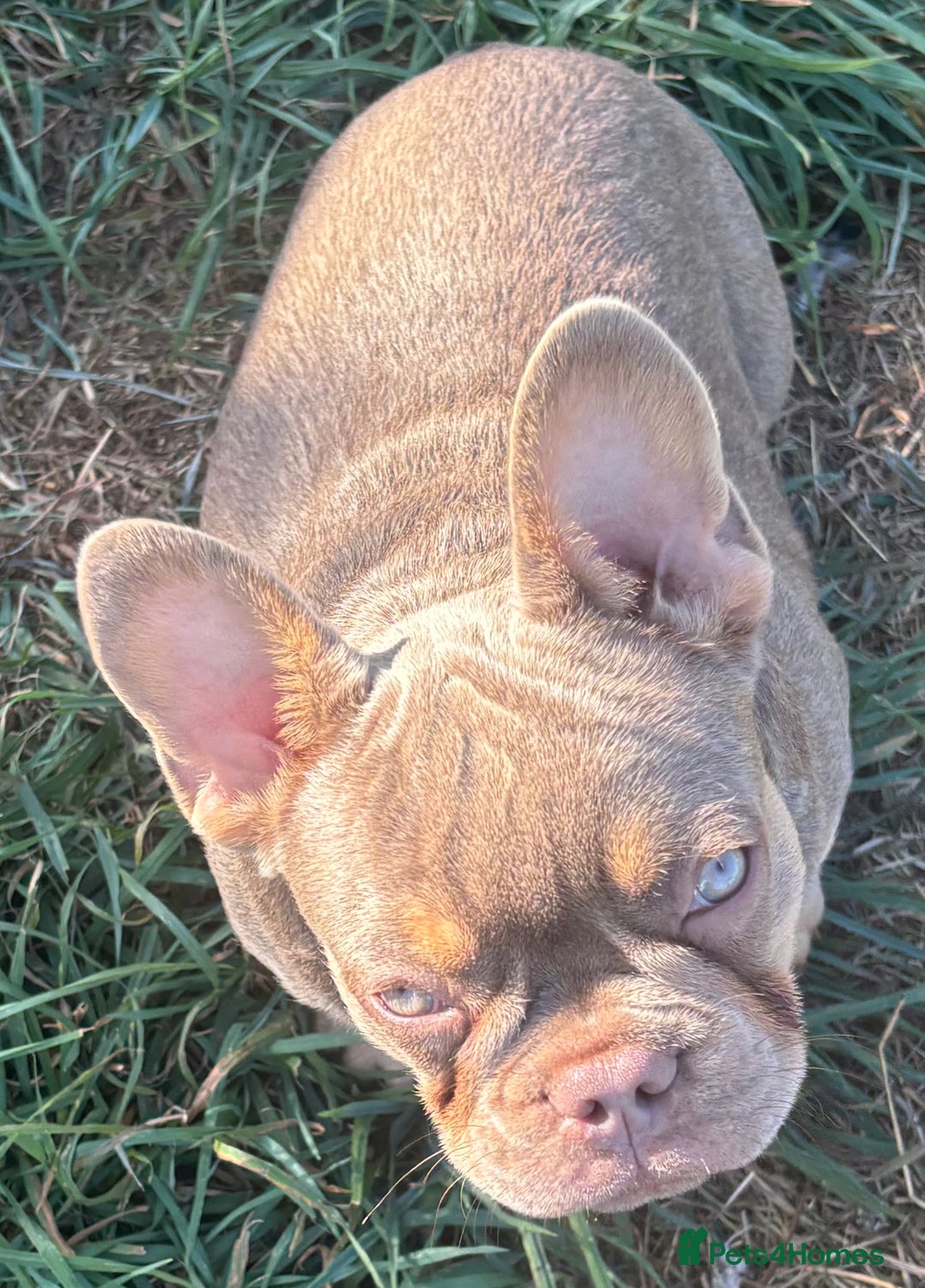 French Bulldog dogs for sale: Isabella wrapped in cream, fluffy carrier - Image 16