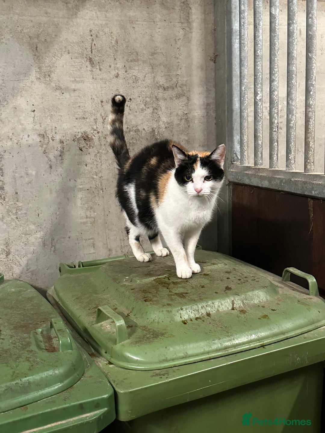 Mixed Breed cats for sale: KITTENS - Image 10