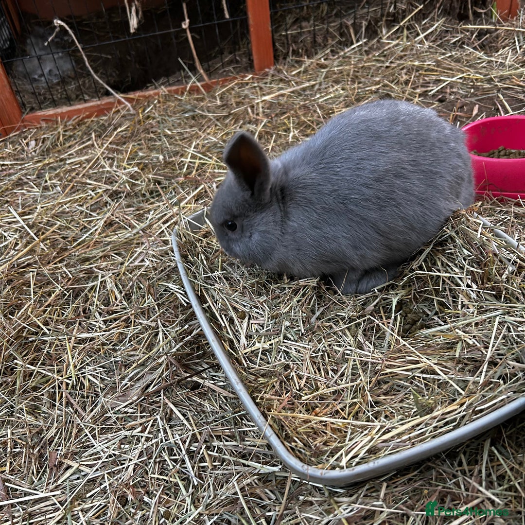 Mixed Breed rabbits for sale: Adorable Mini lop mix loin head babies  - Advert 2