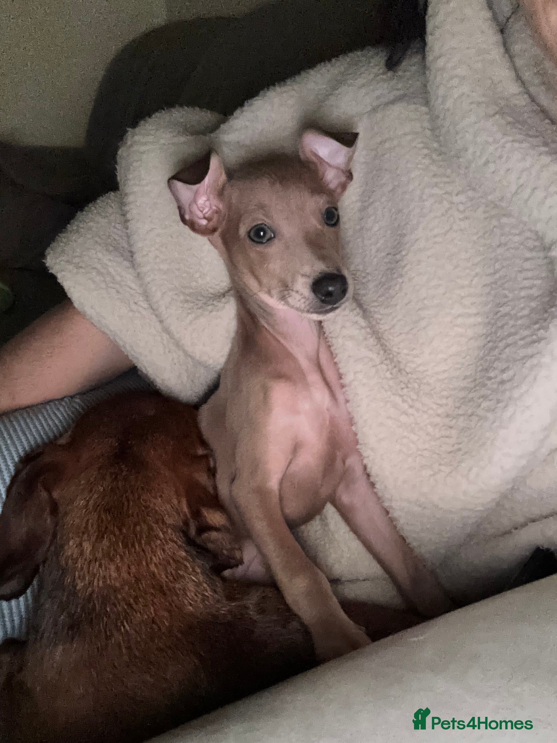 Italian Greyhound dogs KC ITALIAN GREYHOUND BOY READY NOW - Advert 2