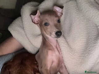 Italian Greyhound dogs KC ITALIAN GREYHOUND BOY READY NOW - Advert 2