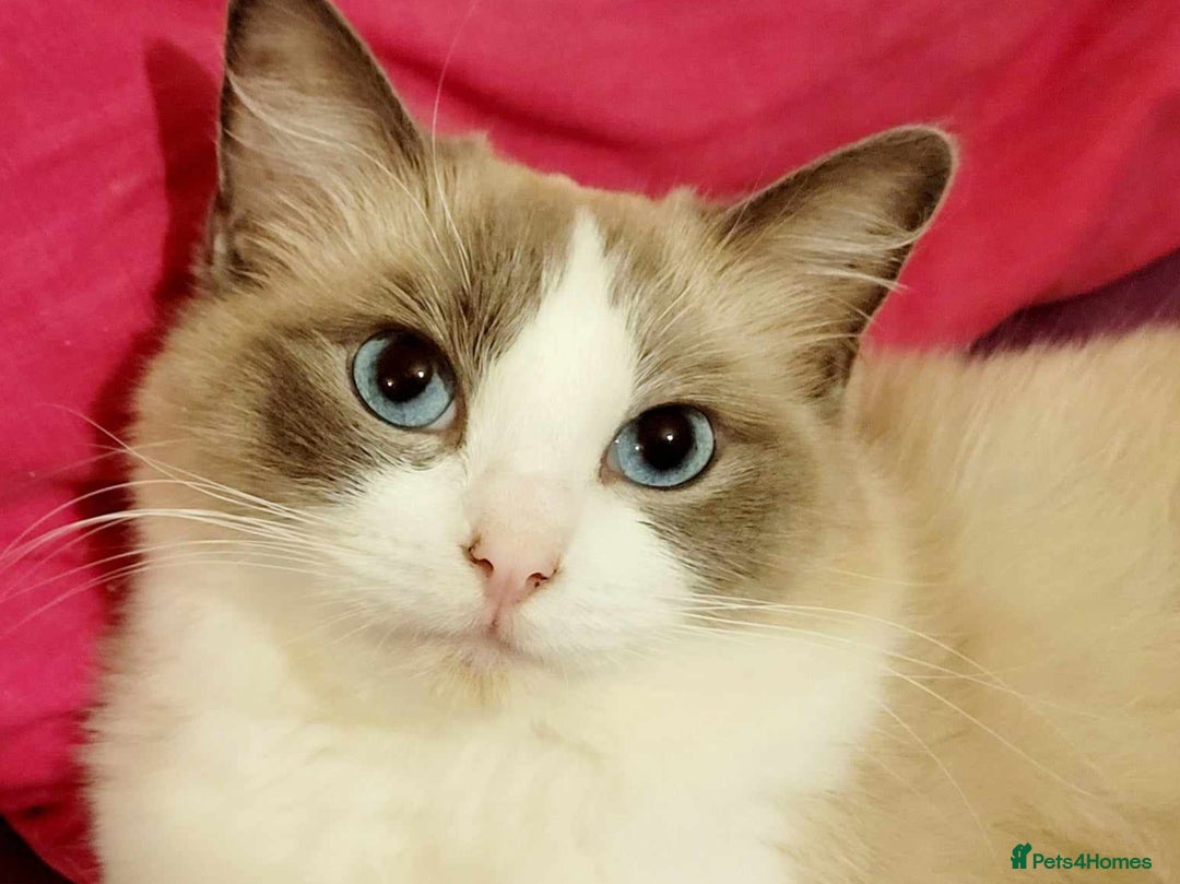 Ragdoll cats for sale: Beautiful ragdolls   - Image 15