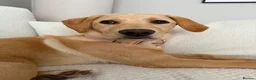 Labrador Retriever dogs for adoption: Yellow Labrador for adoption  - Advert 2