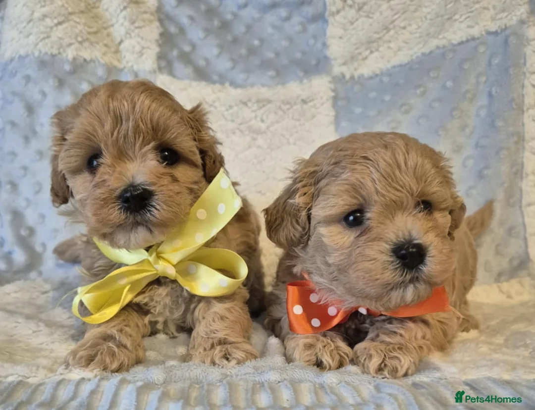Maltipoo dogs for sale: Adorable very small maltipoo puppies 🐶❤️ - Advert 2
