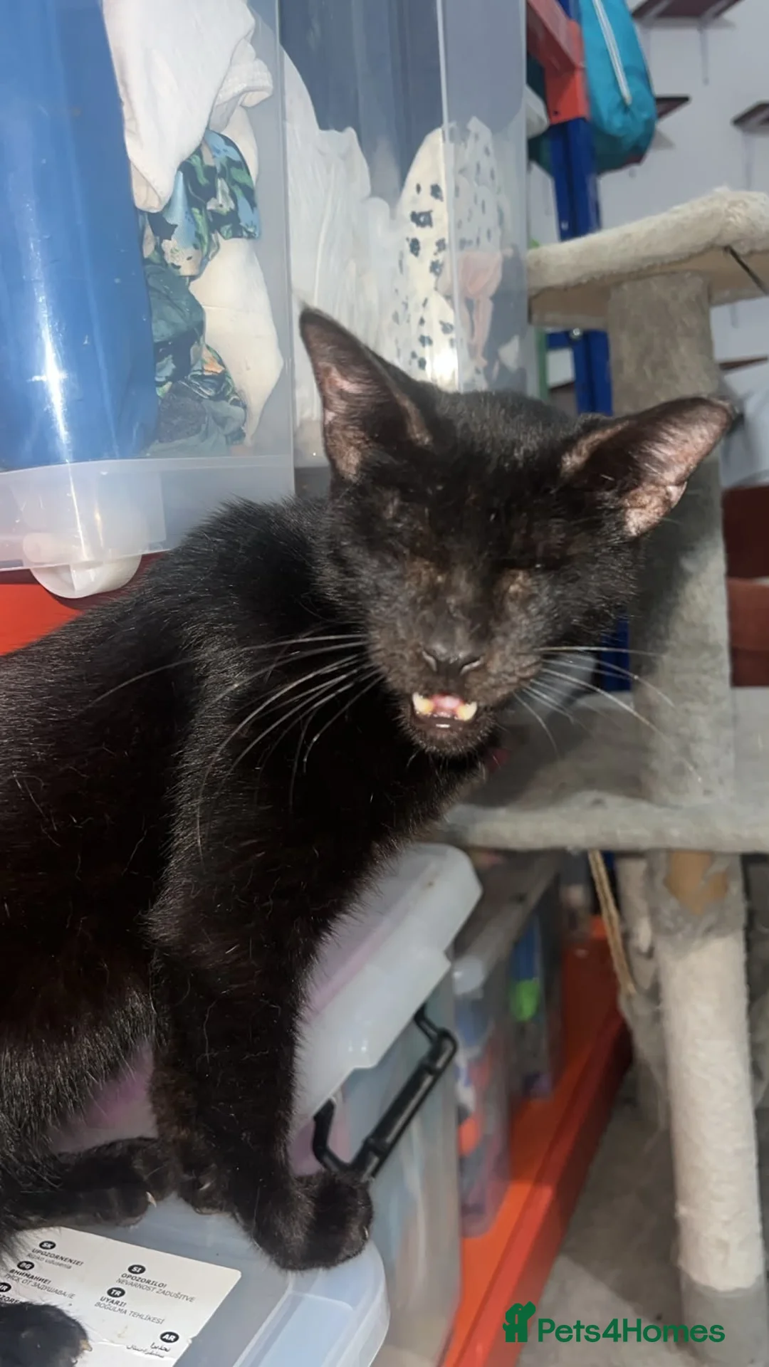 Arabian Mau cats for adoption: Granny  - Advert 2