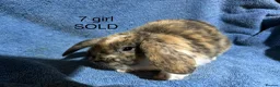 Dwarf Lop rabbits for sale: Dwarf lop baby rabbits - Advert 14