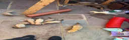 Ferret rodents for sale: 14 kits and 1 18month girl in Southampton - Advert 2