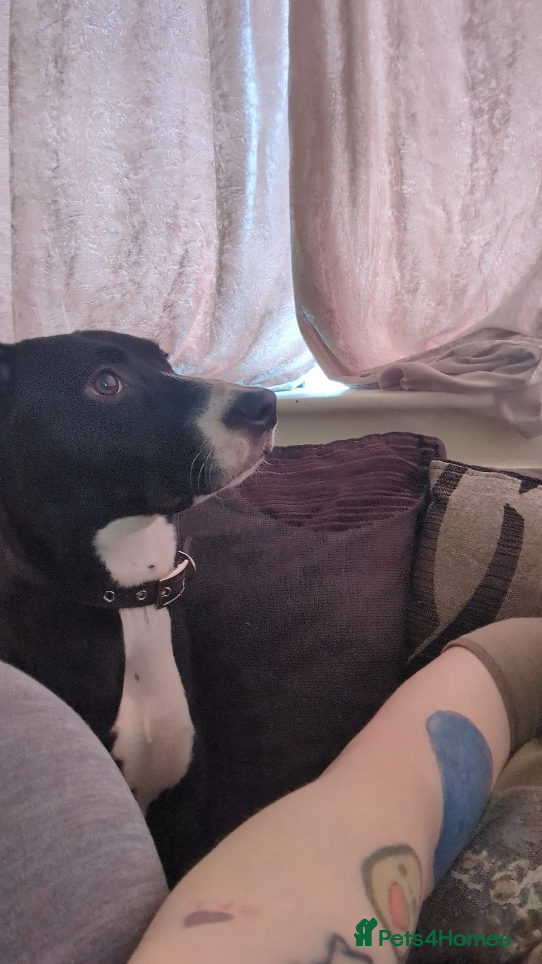 Mixed Breed dogs for sale: Luna looking for a forever home  - Image 6