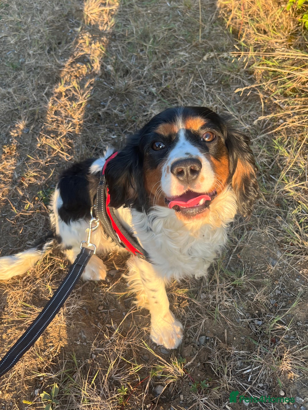 Cavalier King Charles Spaniel dogs for sale: Cavalier King Charles puppy’s  - Advert 29