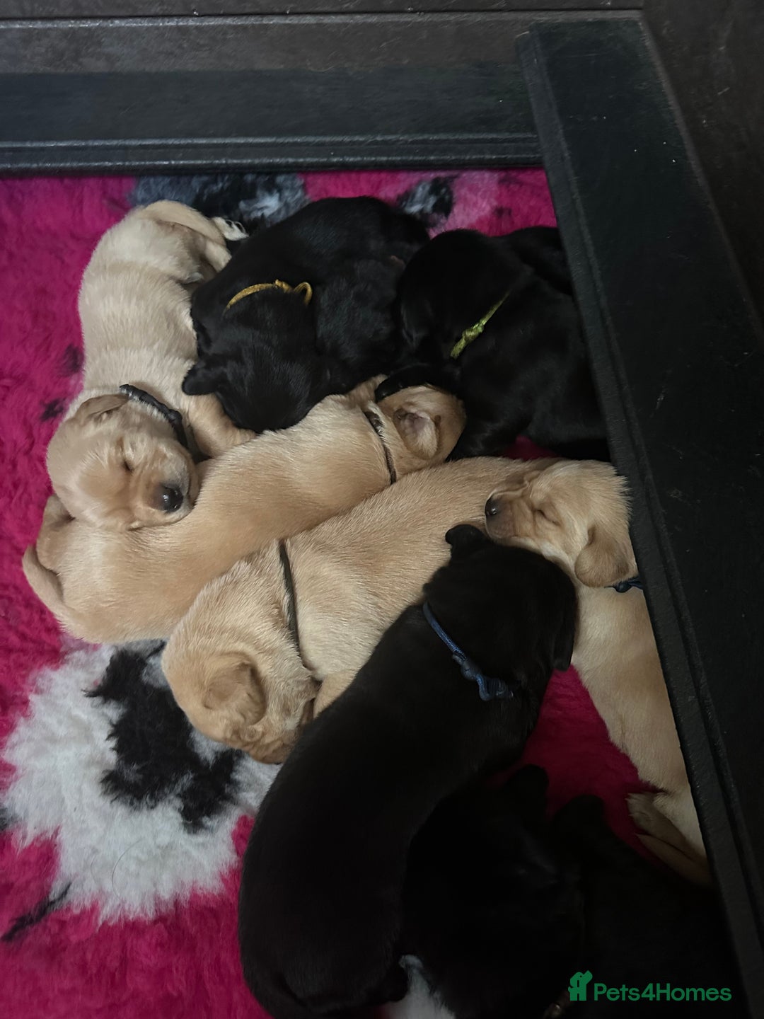 Labrador Retriever dogs for sale: Stunning KC Registered FoxRed/Black Labrador Pups  - Image 31