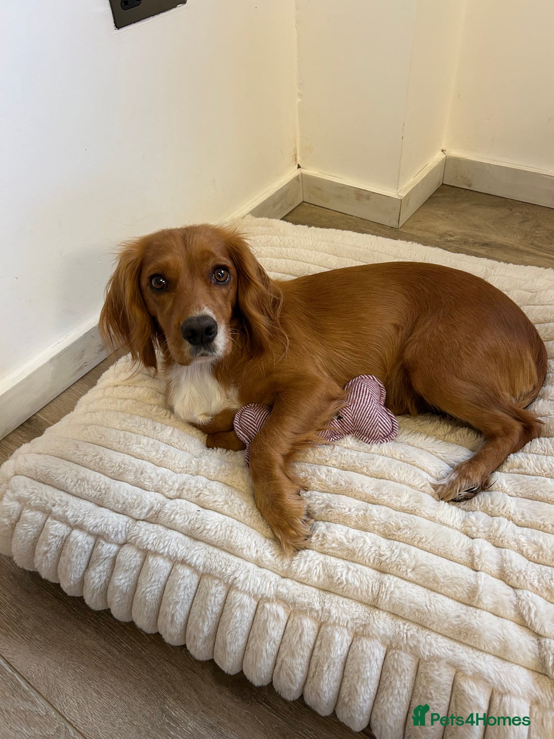 Cocker Spaniel dogs for sale: Last remaining puppy for sale - Advert 1