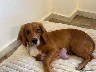 Cocker Spaniel dogs Last remaining puppy for sale - Advert 3