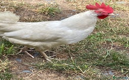 Chickens poultry for sale: Leghorn Chicken  - Image 4