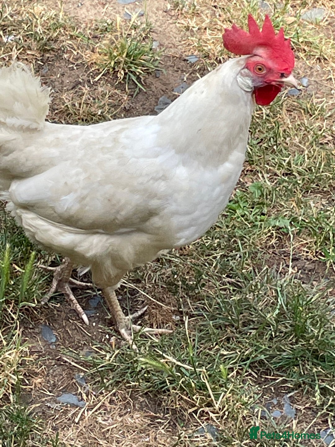 Chickens poultry for sale: Leghorn Chicken  - Image 4