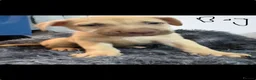 Mixed Breed dogs for sale: Adorable puppies - Advert 6