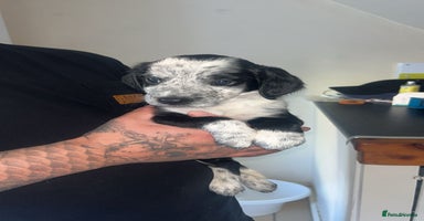 Mixed Breed dogs - Advert 2