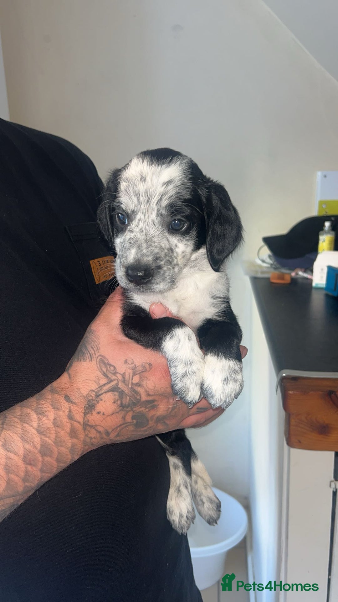 Mixed Breed dogs for sale: Last female puppy  - Image 2