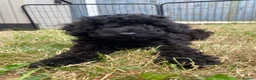 Cockapoo dogs for sale: Ready Now f1b Black & Brown Cockapoo Puppies! 🐾 - Advert 6