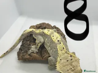 Gecko reptiles Male crested geckos - Advert 14