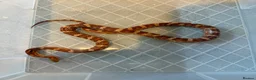 Mixed Breed reptiles for sale: Various snakes for sale  - Advert 6