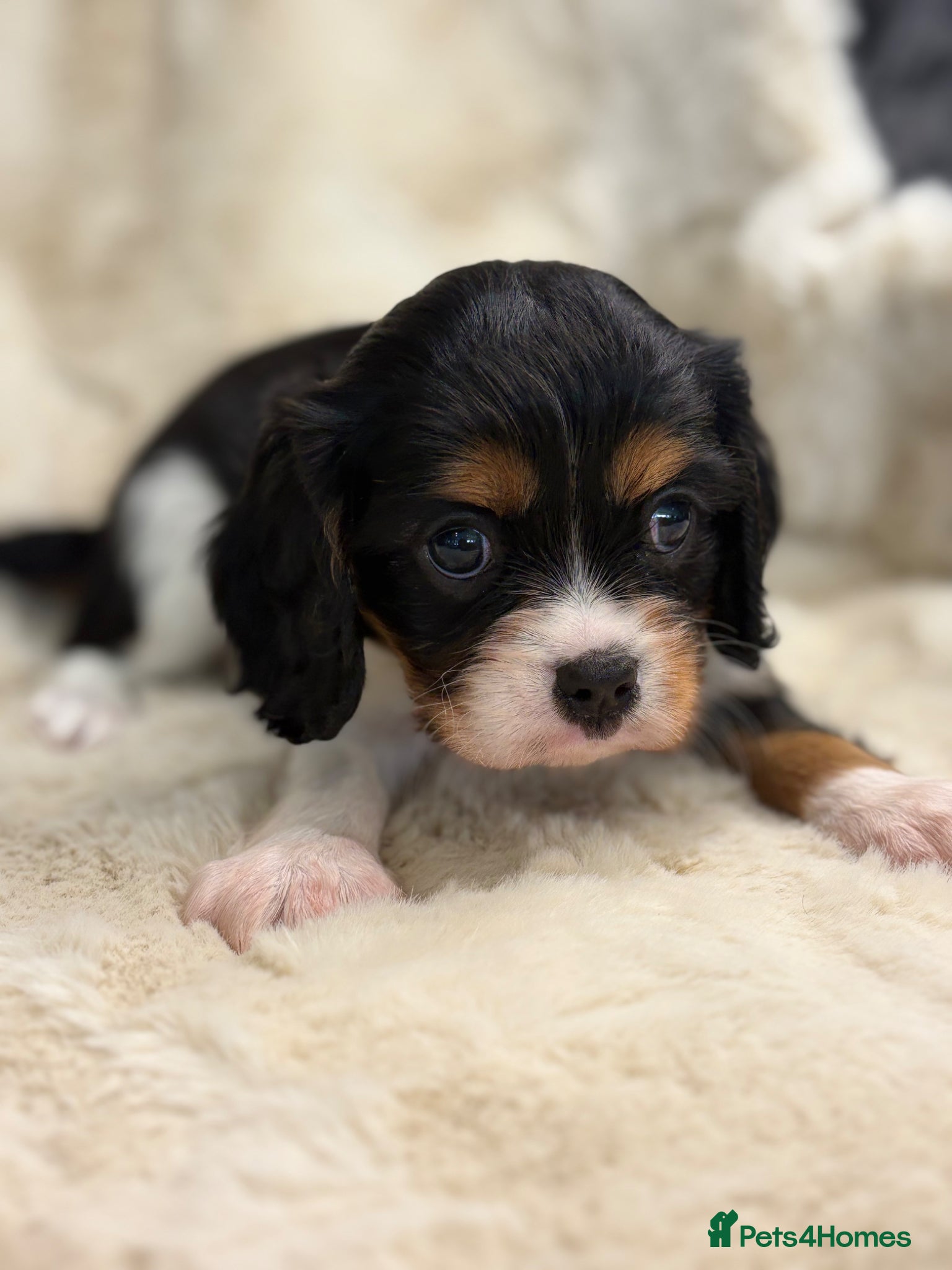Cavalier King Charles Spaniel dogs for sale: Health tested cavalier pups  - Advert 5