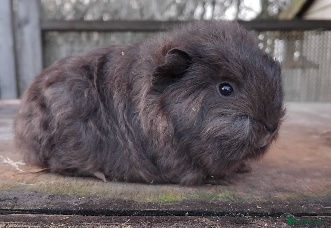 Guinea Pig rodents for sale: Swiss, Dalmation, Self Chocolate Boys and Girls - Advert 14