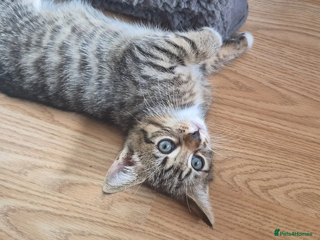 Mixed Breed cats for sale: Beautiful Tabby Kitten for Sale - Advert 1