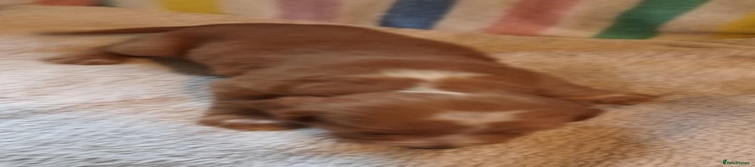 Cocker Spaniel Puppy 2