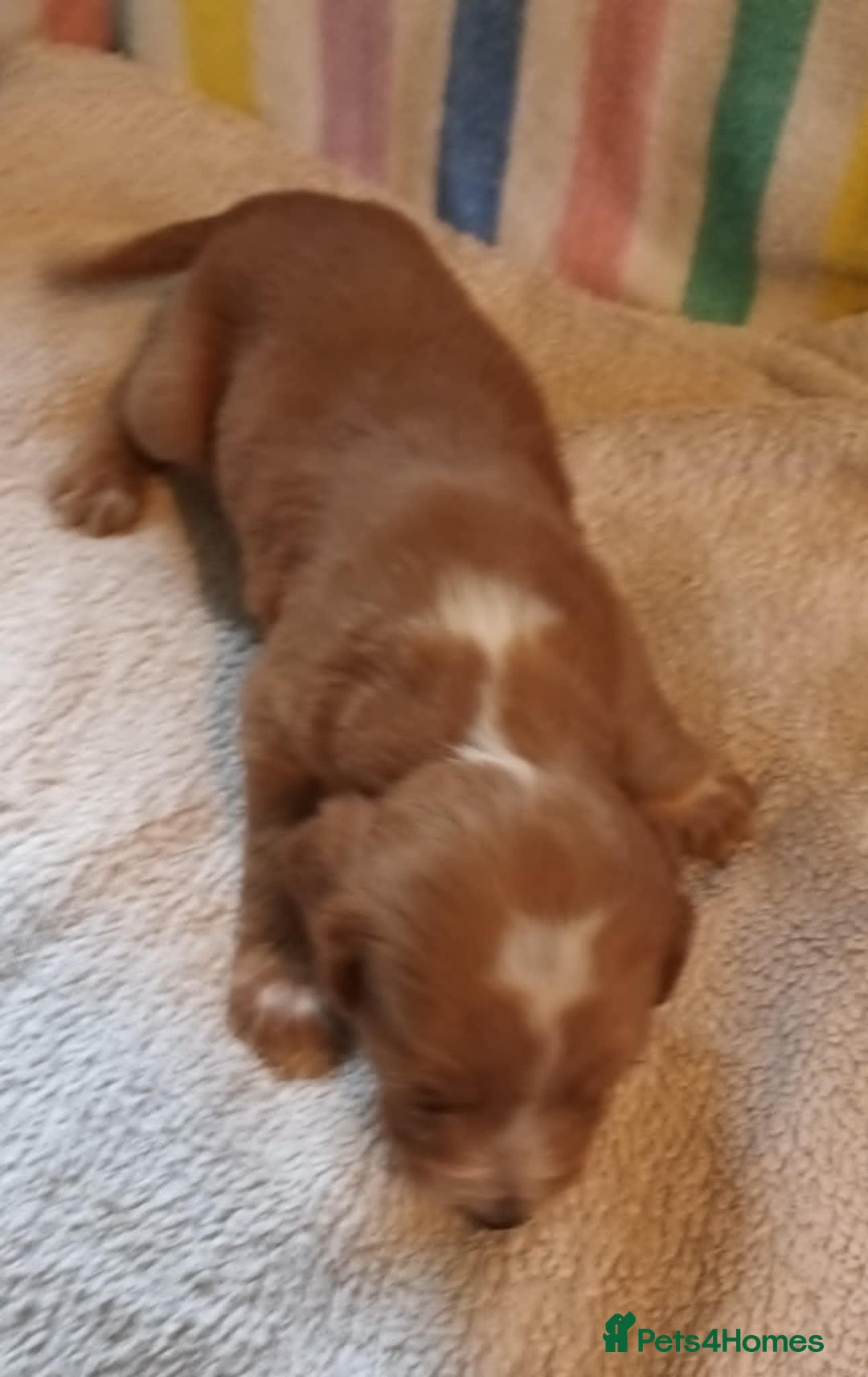 Cocker Spaniel dogs for sale: GOLD COCKER SPANIEL BOYS. - Image 6