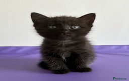 Mixed Breed cats for sale: 3 lovely kittens  - Image 7
