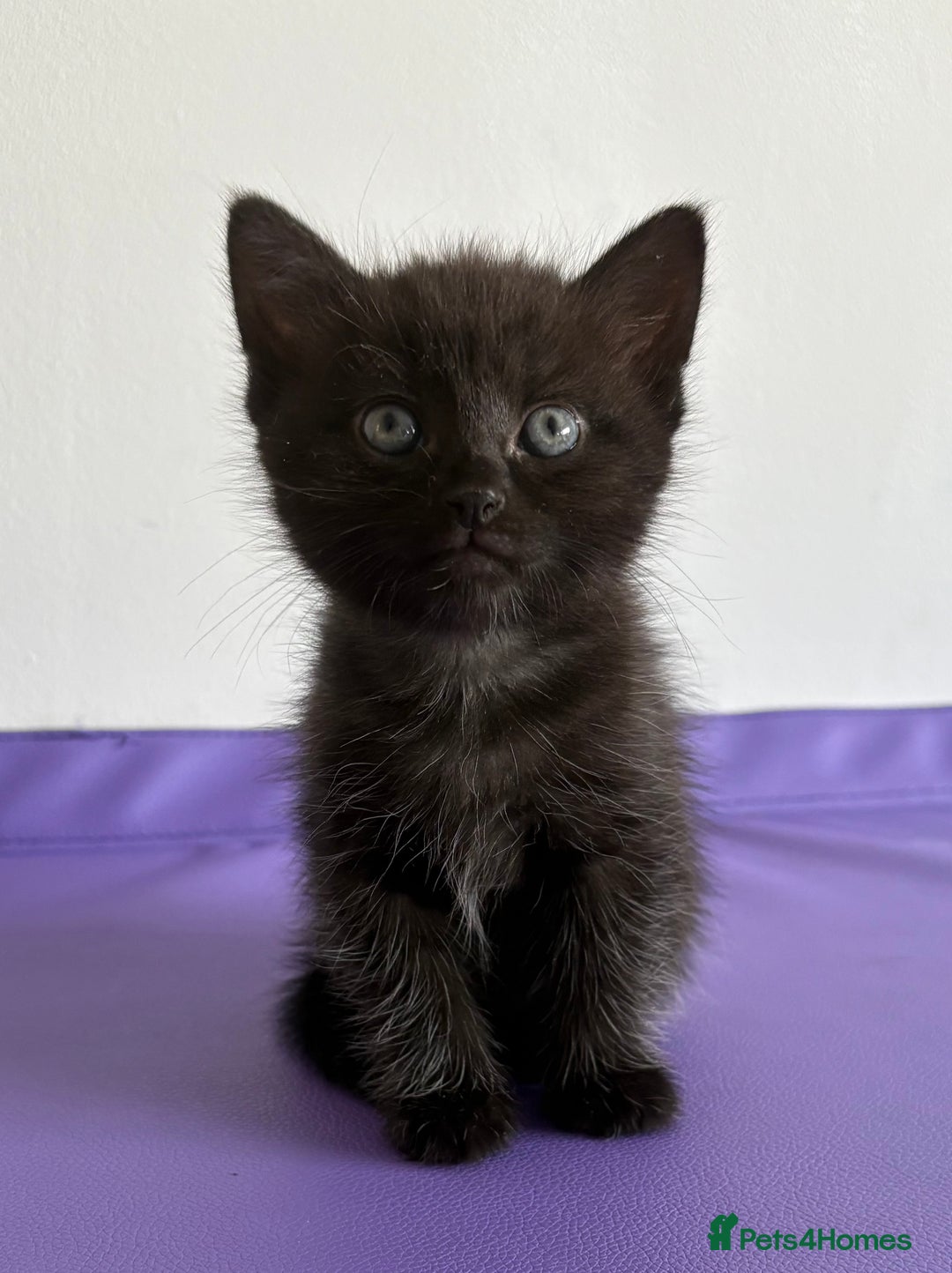 Mixed Breed cats for sale: 3 lovely kittens  - Image 7