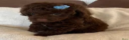 Cavapoo dogs for sale: Curly Toy Cavapoo’s from health tested parents - Advert 11