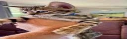 Bengal cats for sale: Beautiful Bengal Kittens for Sale, Pure Bengal Mum - Advert 4