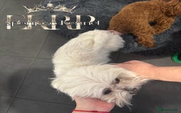 Toy Poodle dogs for stud: 🔥One-in-a-Million Asian ☕️ toy poodle DNA Stud🧸 in Thetford - Image 11
