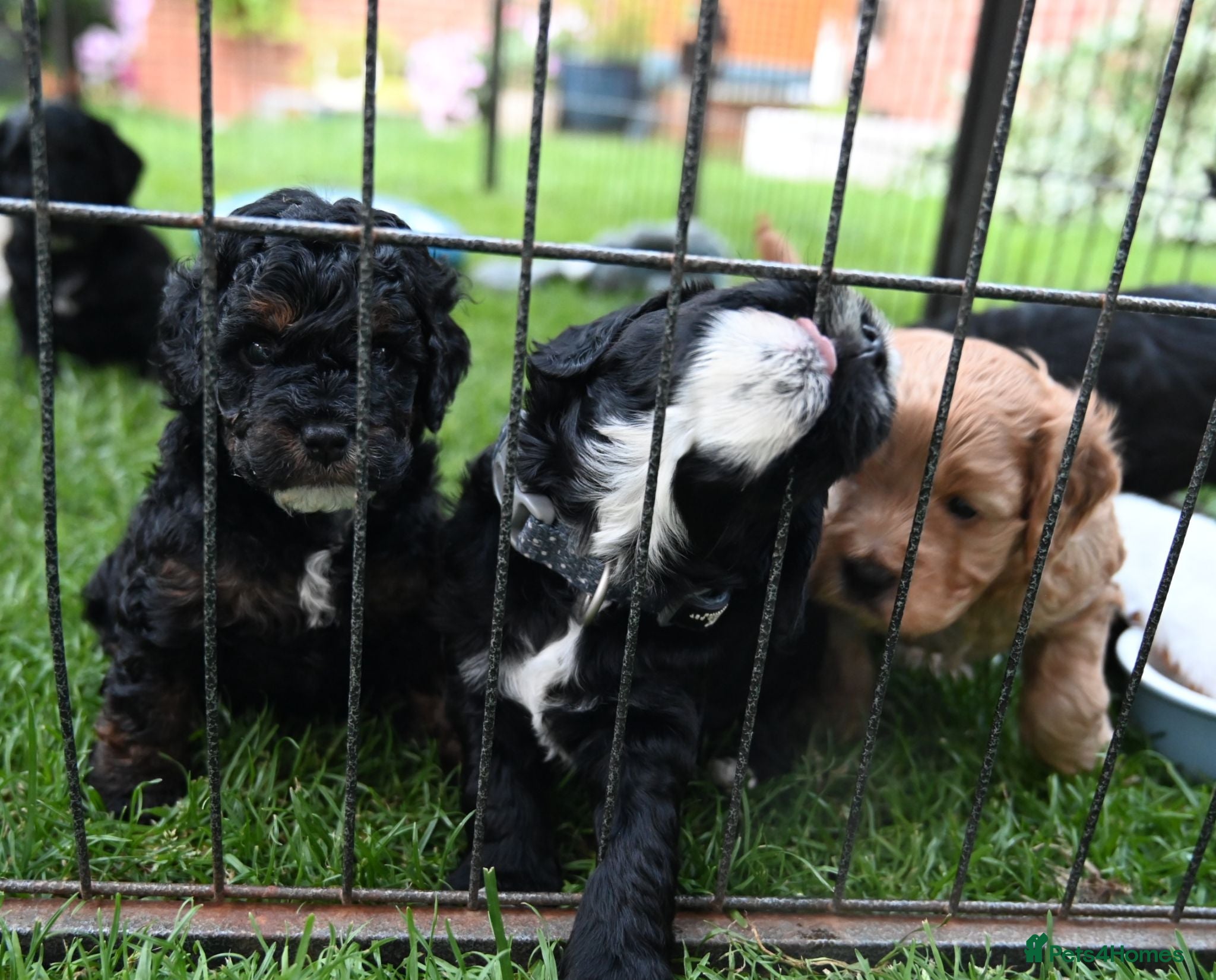 Cockapoo dogs 🐾F2 Cockapoos Puppies Wiltshire💗💗💗💙💙 - Advert 2