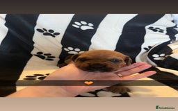 Mixed Breed dogs for sale: Boxsla (Boxer/Vizsla)  - Image 2