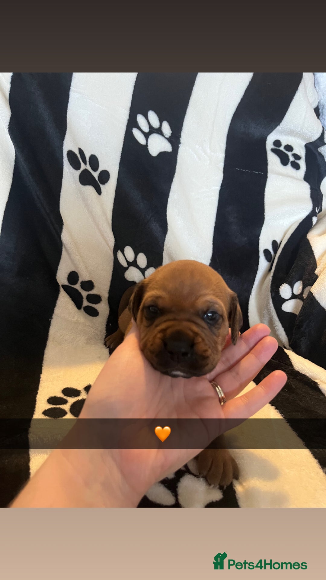 Mixed Breed dogs for sale: Boxsla (Boxer/Vizsla)  - Image 2