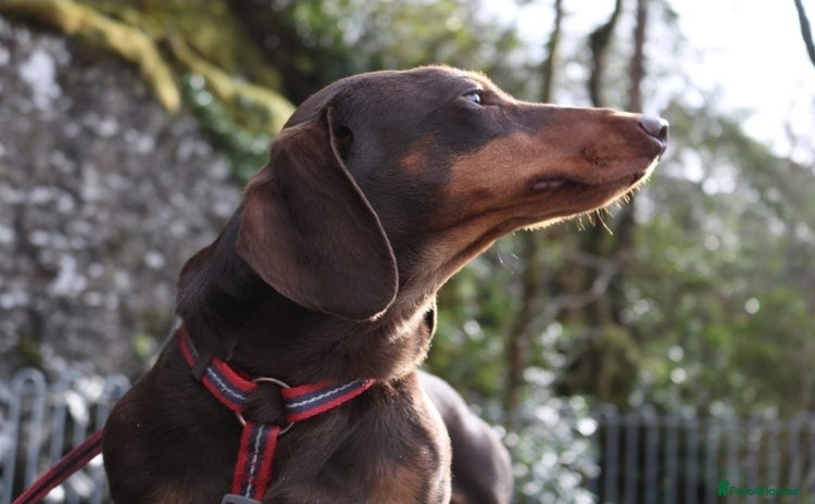 Dachshund dogs - Advert 1