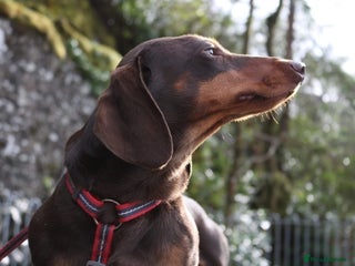 Dachshund dogs - Advert 8