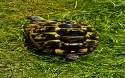 Tortoise reptiles for sale: Birtha is a Spur thigh Fertile female .  - Image 10