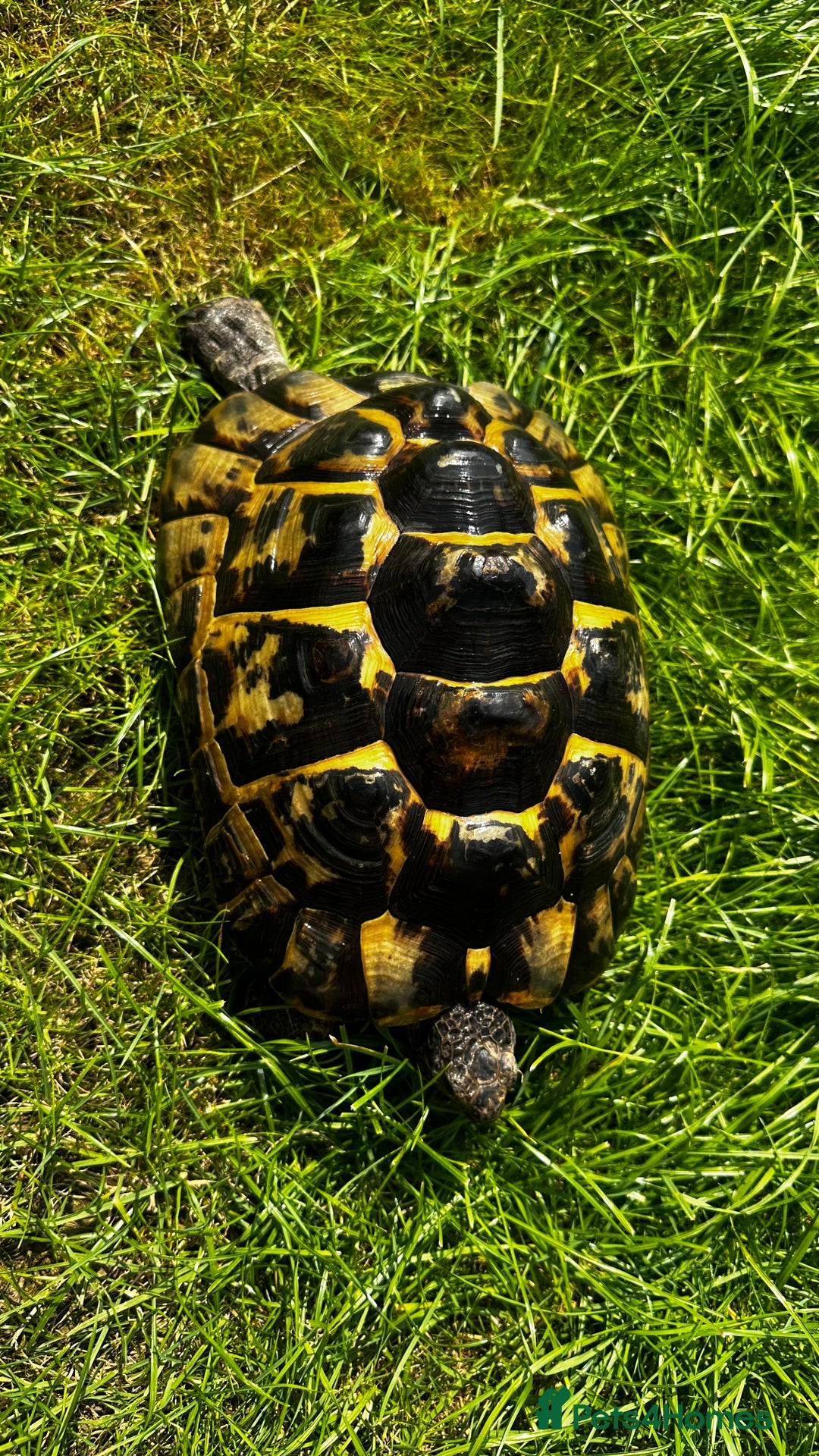 Tortoise reptiles for sale: Birtha is a Spur thigh Fertile female .  - Image 10