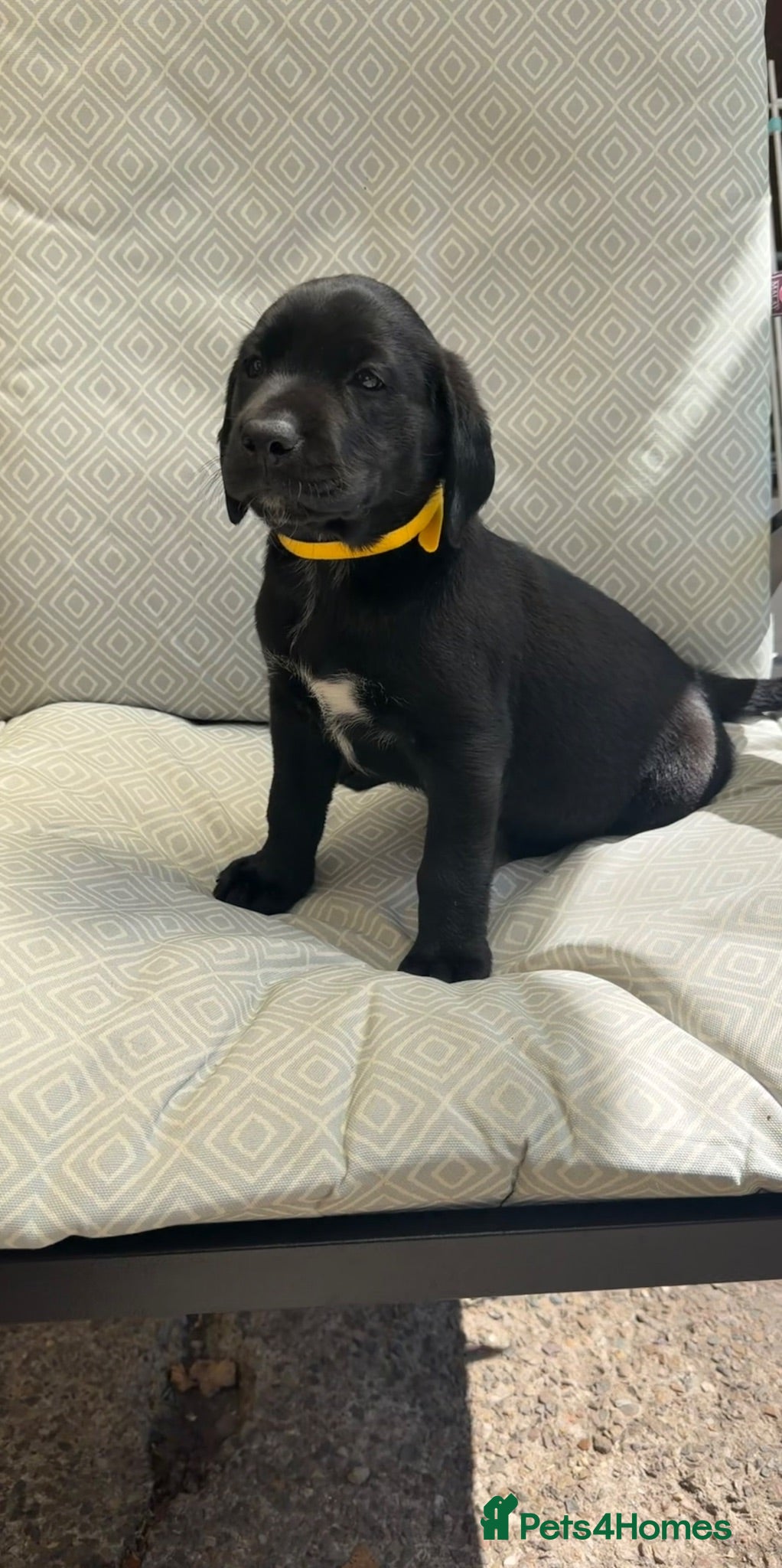Labrador Retriever dogs Pedigree Black Labradors 1 girl available  - Advert 5