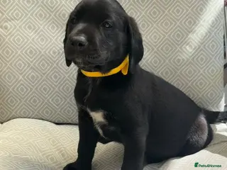 Labrador Retriever dogs Pedigree Black Labradors 1 girl available - Advert 5