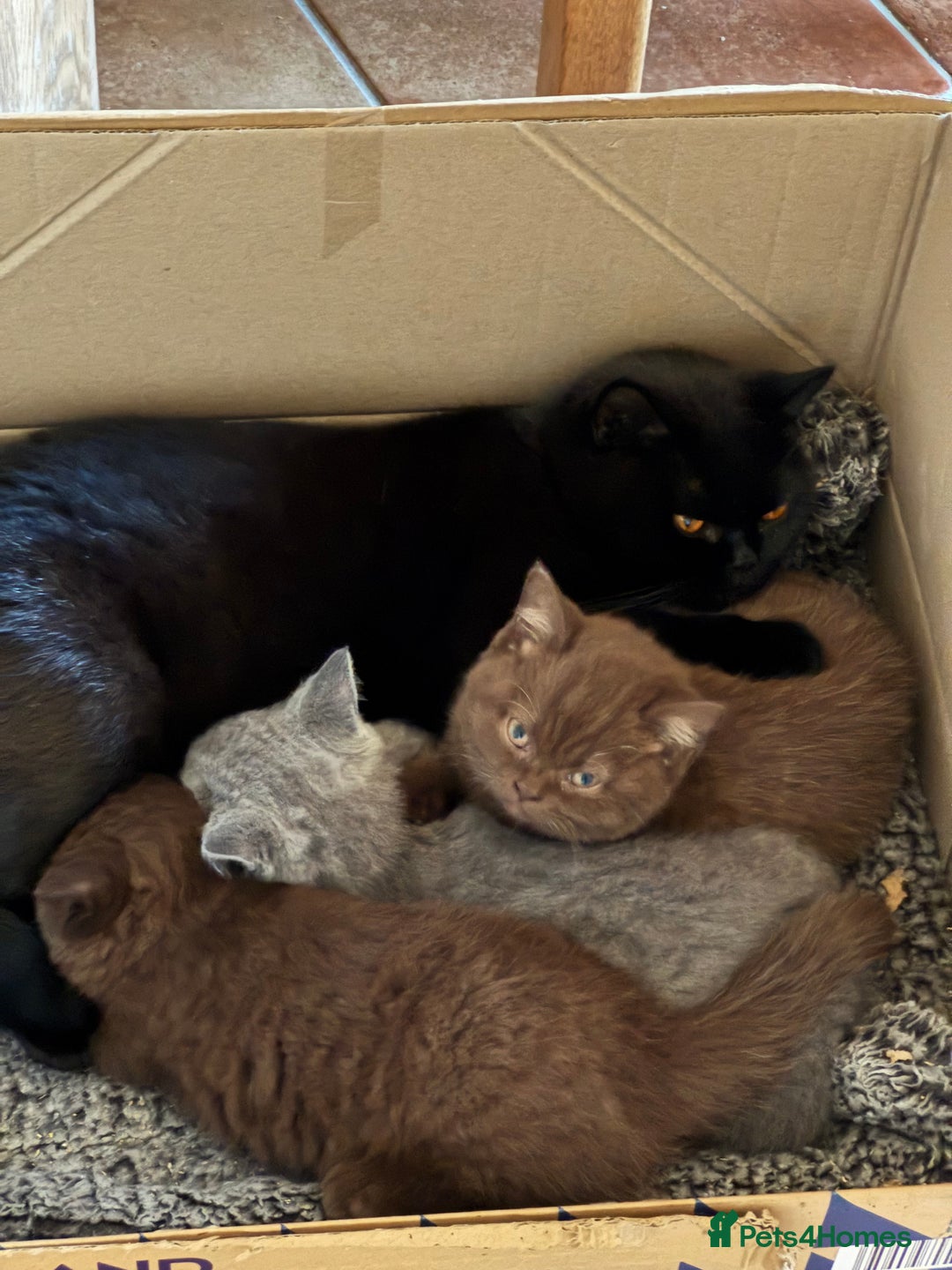 British Shorthair cats for sale: Grand Champion Sired British Shorthair Kittens - Advert 2