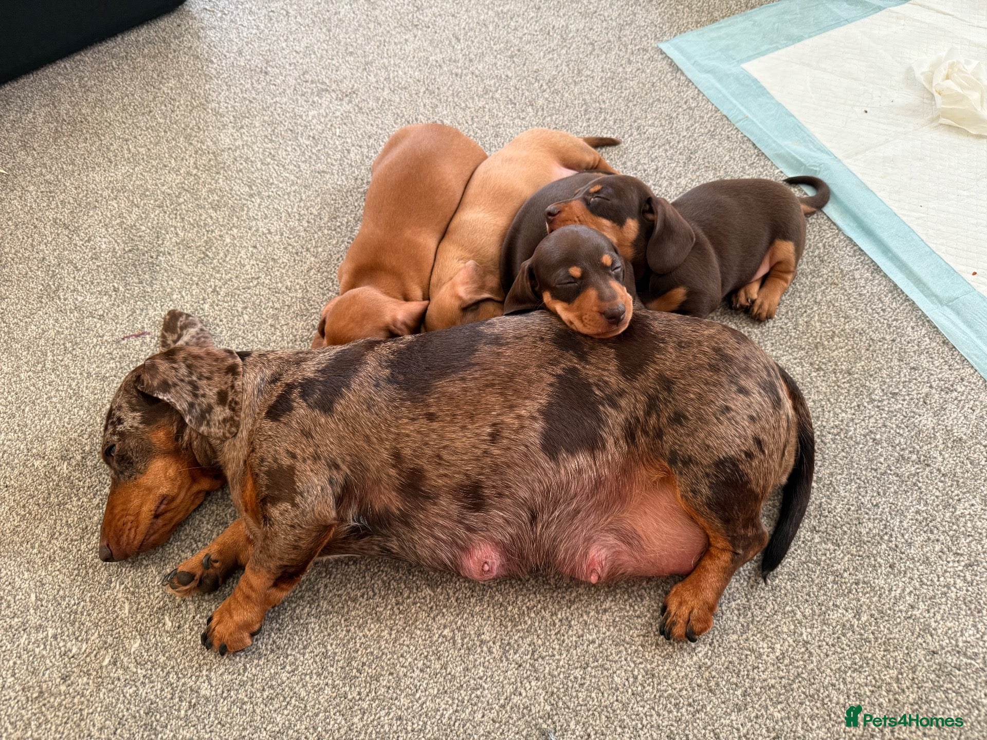 Miniature Dachshund dogs Miniature smooth haired dachshund male - Advert 1