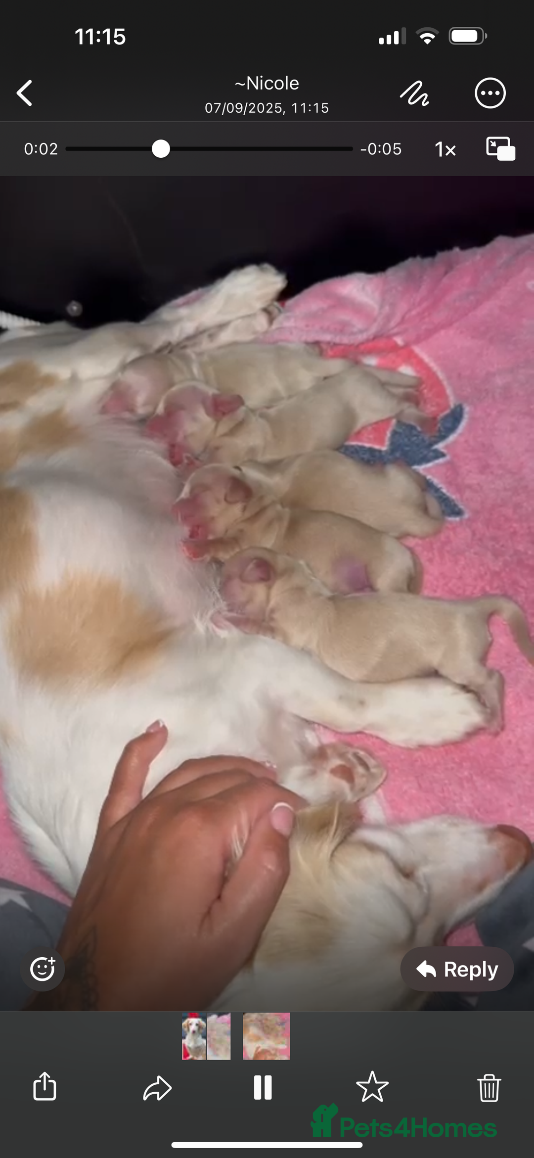 Miniature Dachshund dogs for stud: Stunning L/H mini cream X2 intensity KCreg proven  - Advert 7