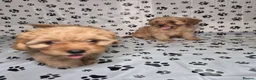 Cavapoo dogs for sale: Dna Health Tested F1 Cavapoo puppies - Advert 15