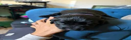 Flat coated Retriever dogs for sale: Flat coat retriever puppies for sale - Advert 5
