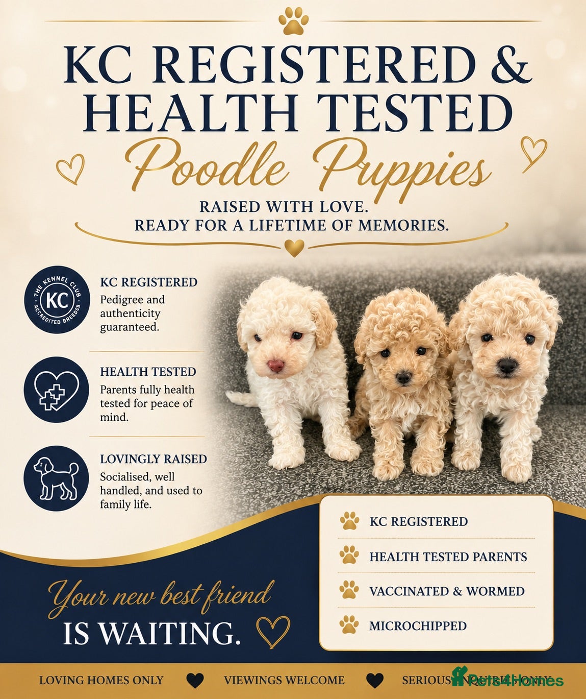 Toy Poodle dogs KC registered toy poodle girls - Advert 4